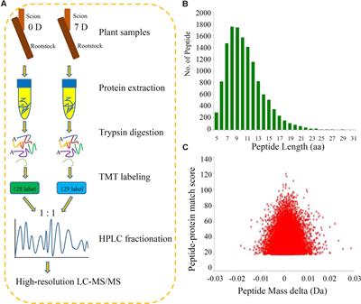 Comparative Proteomic Analysis of the Graft Unions in Hickory (Carya cathayensis) Provides Insights into Response Mechanisms to Grafting Process